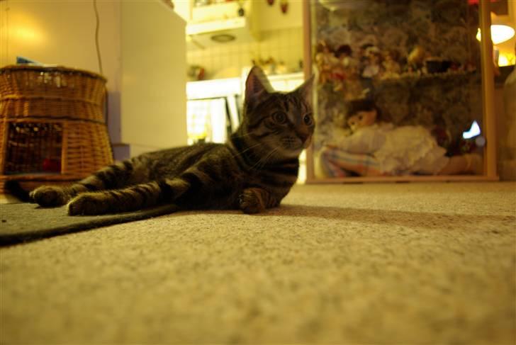 Huskat Bastian billede 7