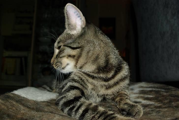 Huskat Bastian billede 8