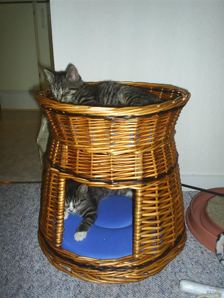 Huskat Bastian - Bastian med hans søster Bailey billede 9