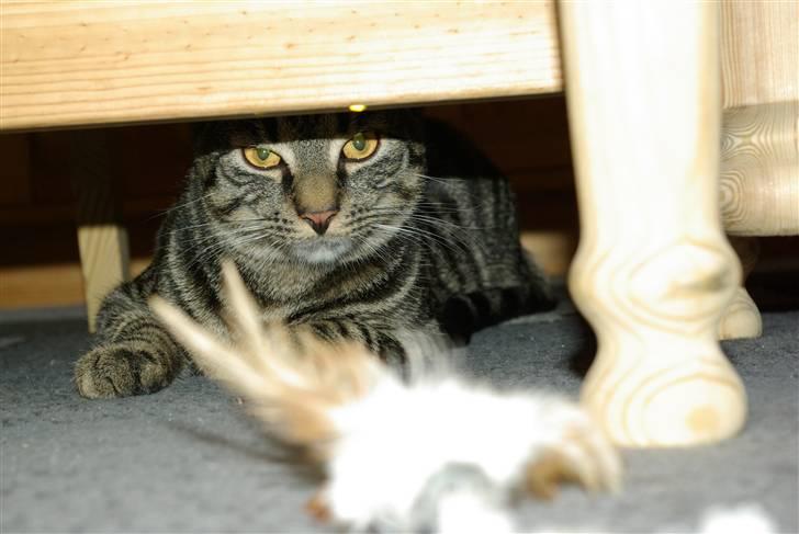 Huskat Bastian billede 10