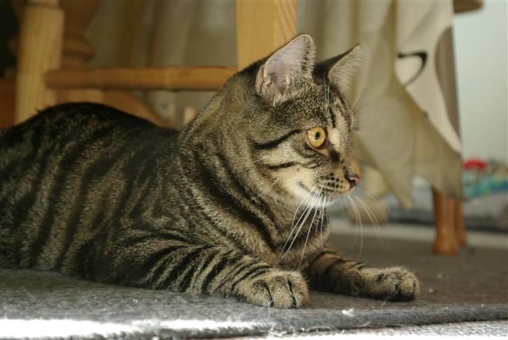 Huskat Bastian billede 11