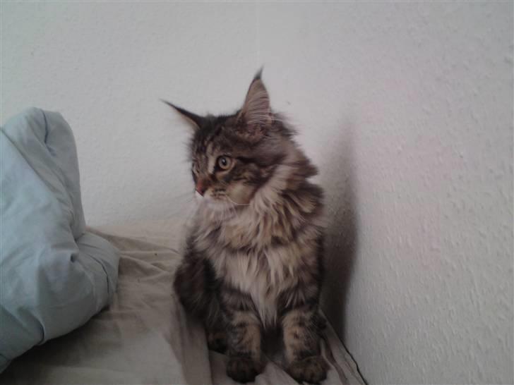 Maine Coon Olli billede 7