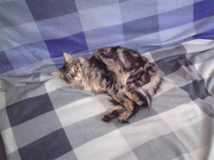 Maine Coon Olli billede 8