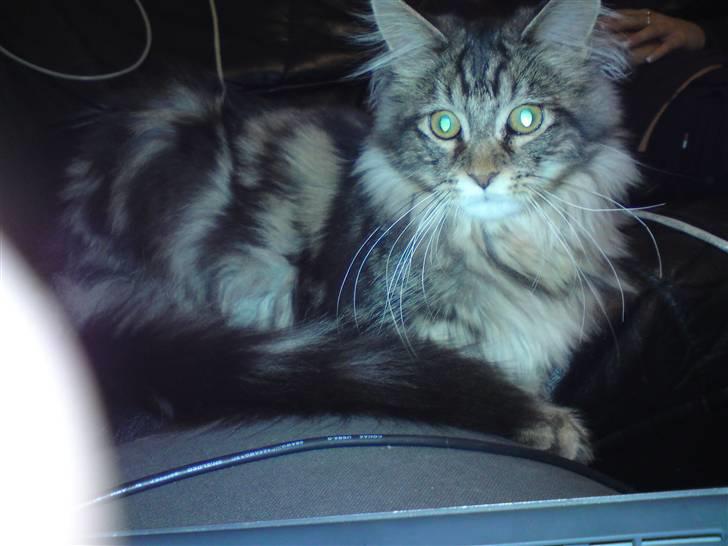 Maine Coon Olli billede 9