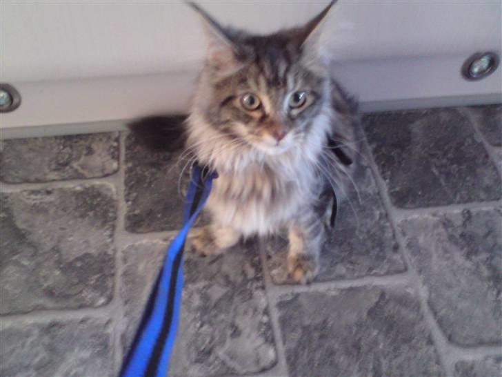 Maine Coon Olli billede 10