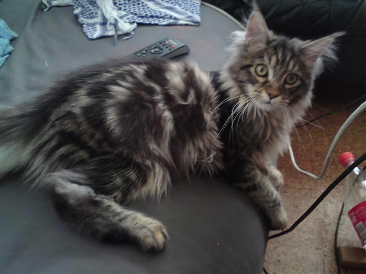 Maine Coon Olli billede 11