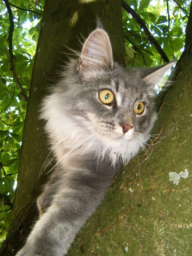 Maine Coon Aslan ( Captiva ) - Jeg er godt nok lidt kluntet til at klatre i træer, men kastanietræet er mit yndlings! billede 13