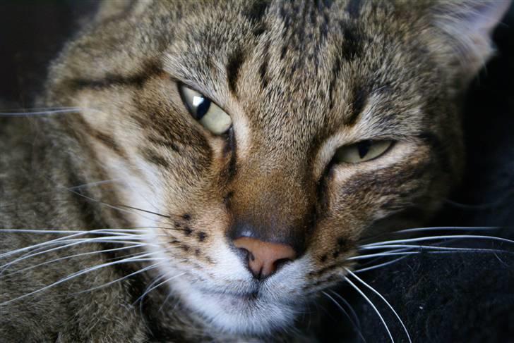 Blanding af racer Garfield RIP billede 1