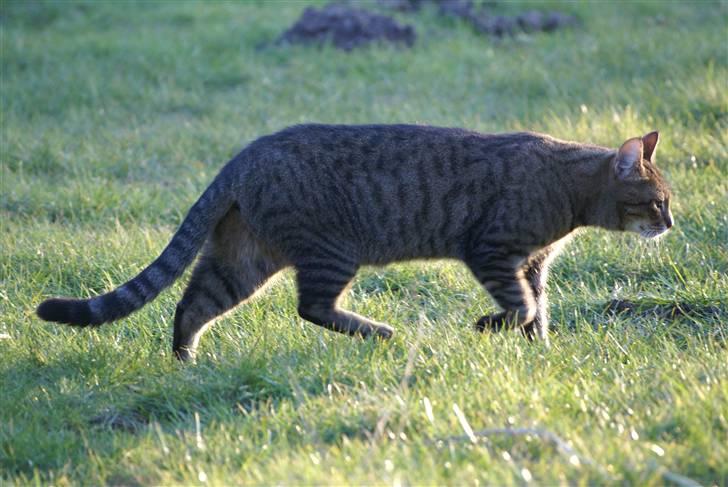 Blanding af racer Garfield RIP billede 2