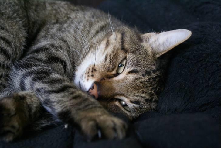 Blanding af racer Garfield RIP billede 3