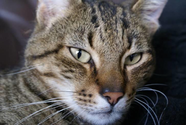 Blanding af racer Garfield RIP billede 4