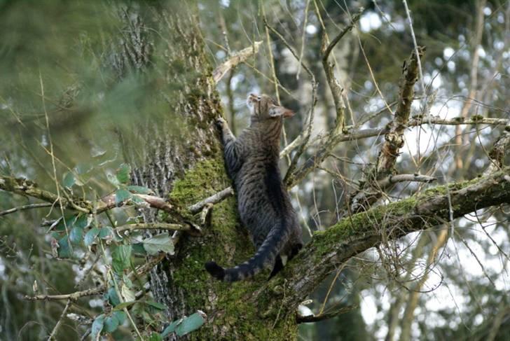 Blanding af racer Garfield RIP billede 5