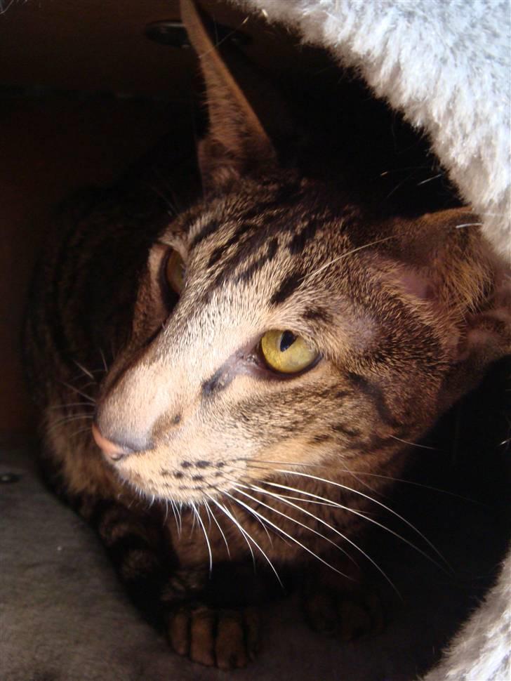 Orientaler Thurah Sochin R.I.P - Er jeg ikke smuk far :D hehe billede 10