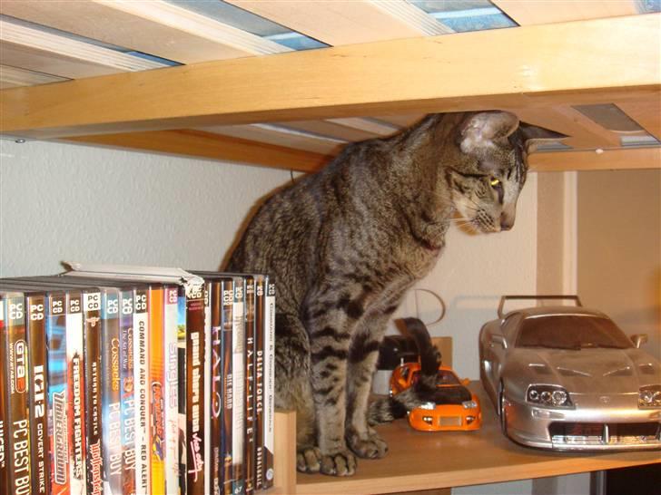 Orientaler Thurah Sochin R.I.P - Højt at sidde laaangt at falde :D Jeg lander altid på benene :D billede 11