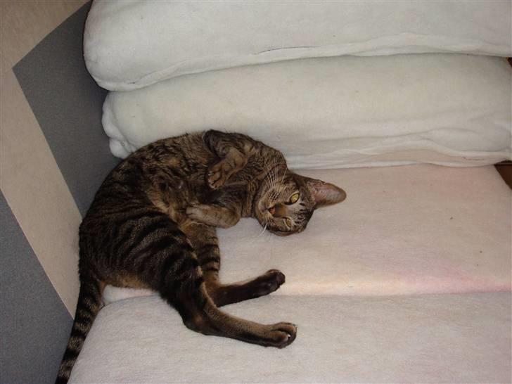 Orientaler Thurah Sochin R.I.P - Er jeg ikke bare søøøøød :D billede 12