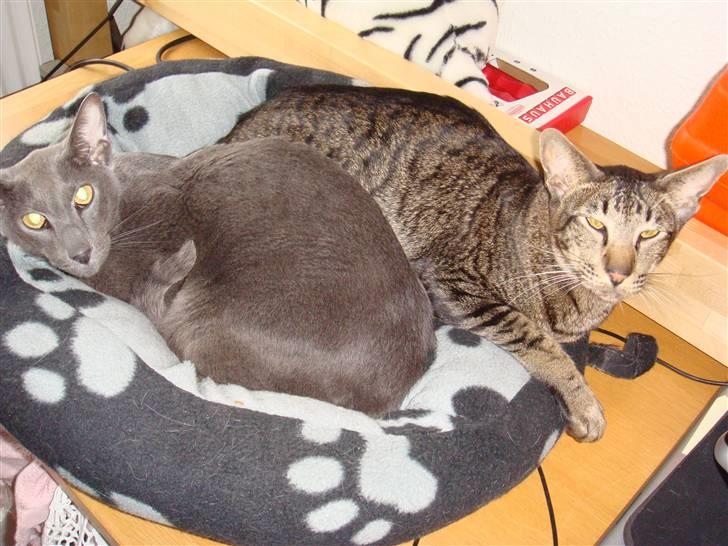 Orientaler Thurah Sochin R.I.P - Mig og min brormand :D billede 13