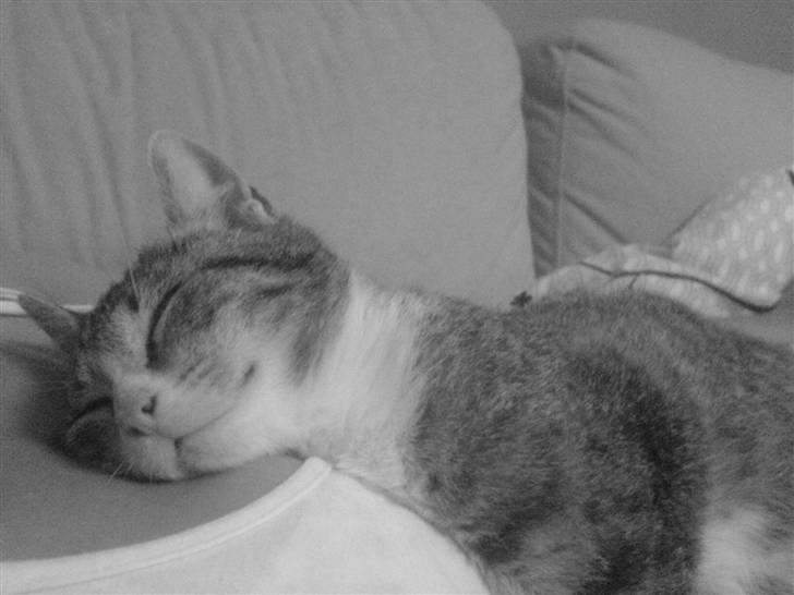 Huskat Tumle (RIP t 2008) billede 1