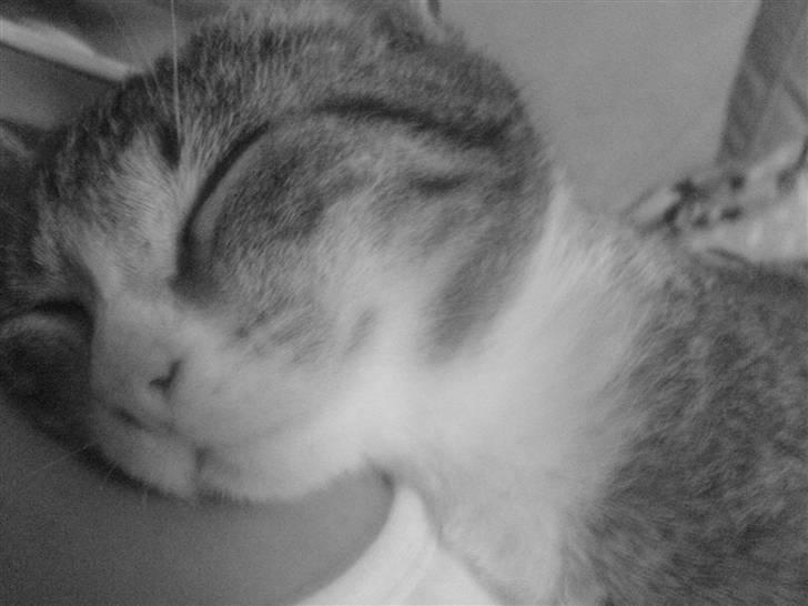 Huskat Tumle (RIP t 2008) - jeg elsker bare at putte ved mor=) billede 2