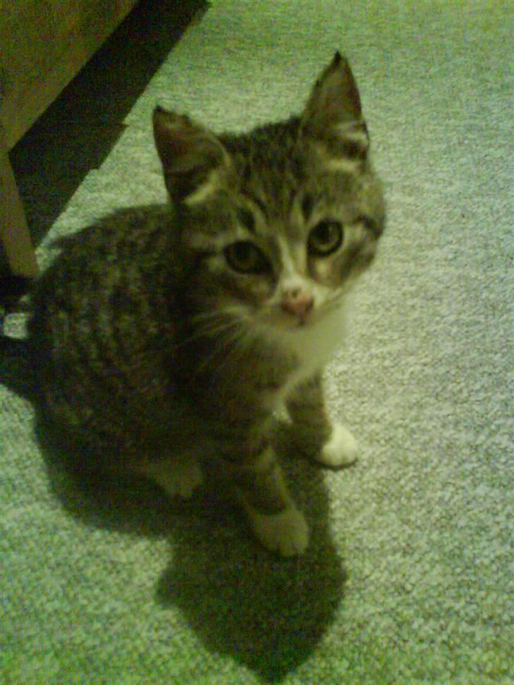 Huskat Tumle (RIP t 2008) - her havde vi lige fået ham billede 3