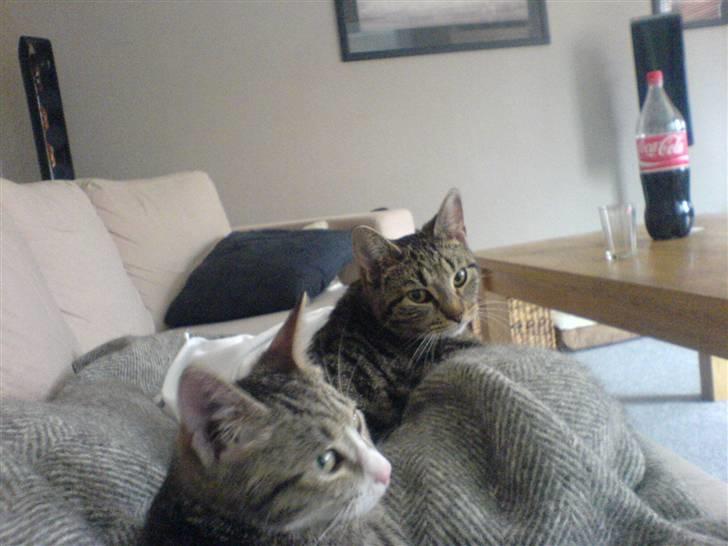 Huskat Tumle (RIP t 2008) - vores to misser der putter sammen billede 4