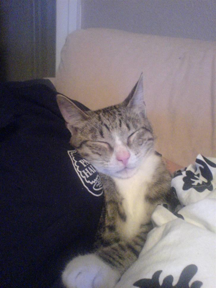 Huskat Tumle (RIP t 2008) billede 5