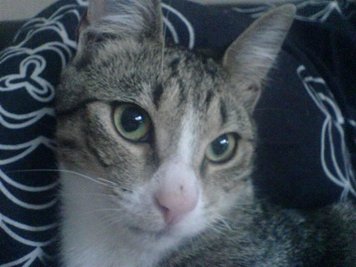 Huskat Tumle (RIP t 2008) billede 6