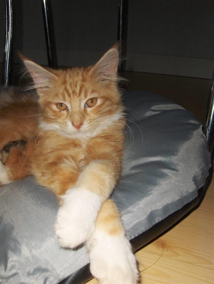 Maine Coon Gibbs (solgt) billede 1