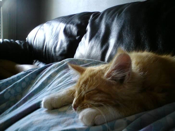 Maine Coon Gibbs (solgt) billede 2