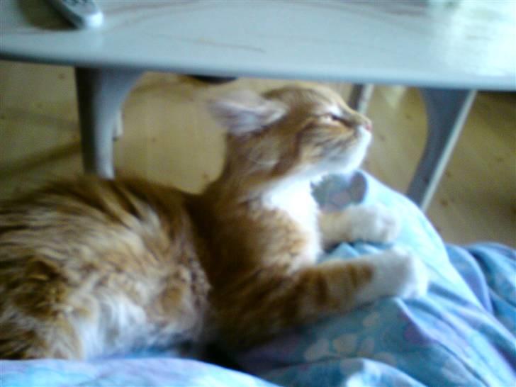 Maine Coon Gibbs (solgt) billede 3