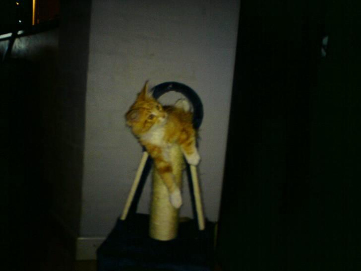 Maine Coon Gibbs (solgt) billede 4