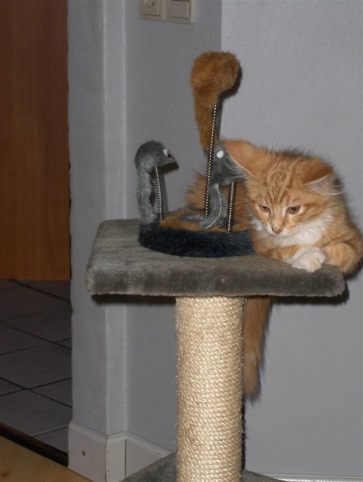 Maine Coon Gibbs (solgt) billede 5