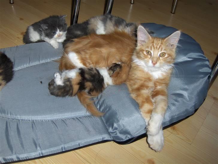 Maine Coon Gibbs (solgt) billede 6