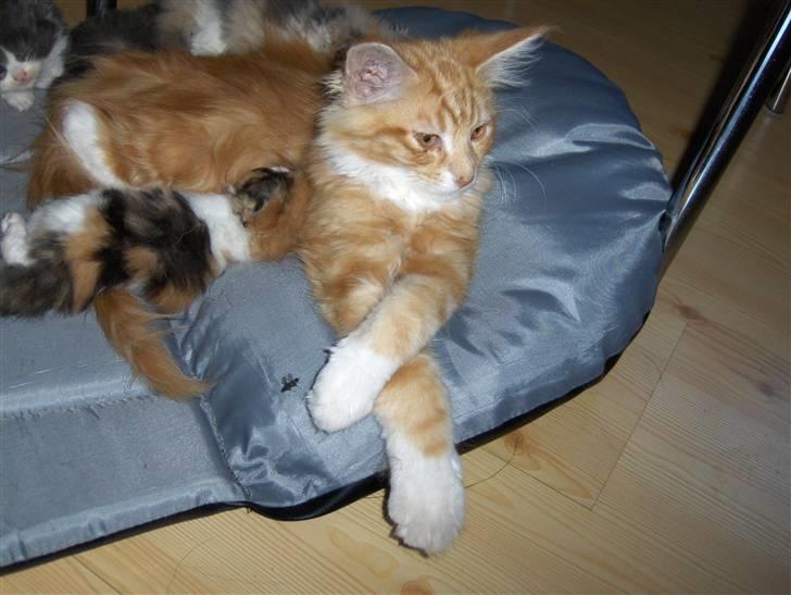 Maine Coon Gibbs (solgt) billede 7