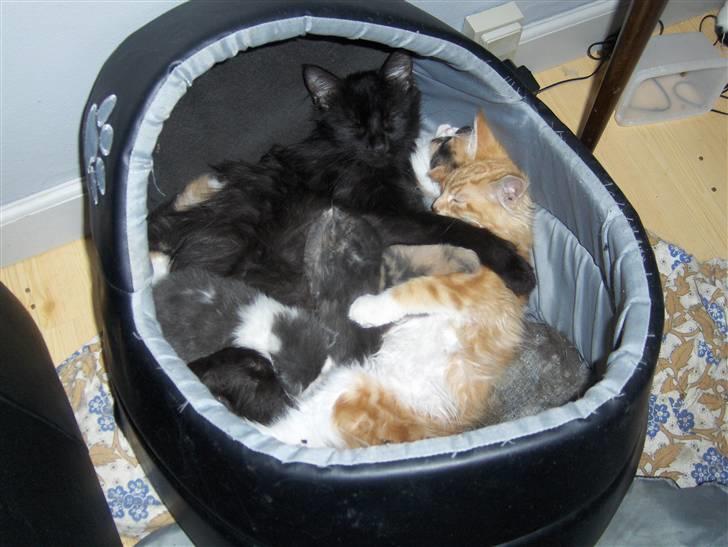 Maine Coon Gibbs (solgt) billede 8