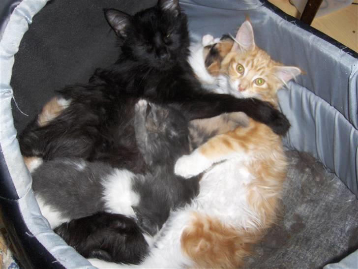 Maine Coon Gibbs (solgt) billede 9