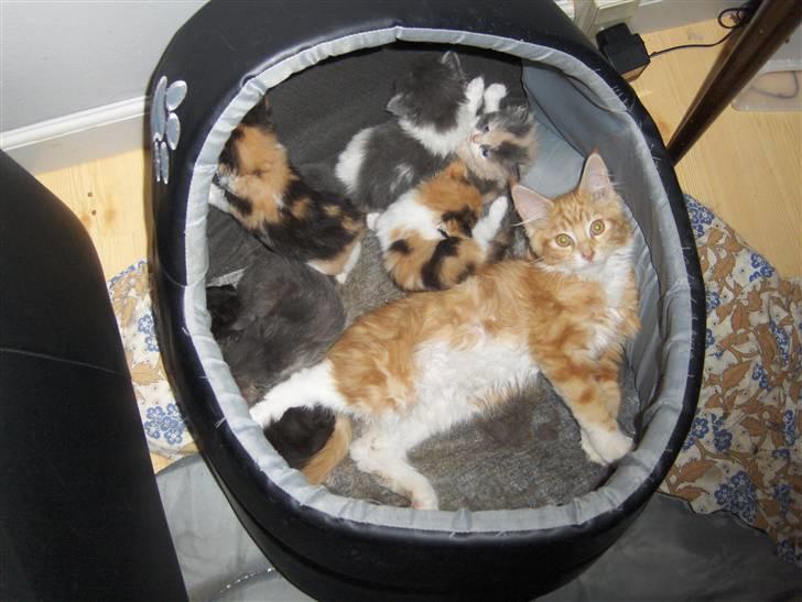 Maine Coon Gibbs (solgt) billede 10