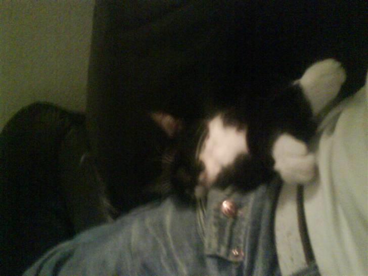 Huskat Cecil - Sover hos far: :) billede 4