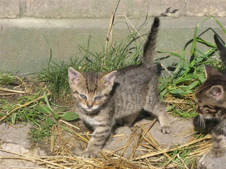 Huskat SKATTEKILLING*I himlen*† - Welkommen til Skattekillingens profil!!  billede 1