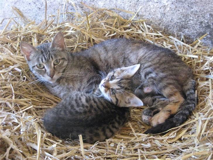 Huskat SKATTEKILLING*I himlen*† - Sammen med adoptiv mor :D billede 2