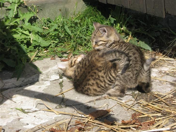 Huskat SKATTEKILLING*I himlen*† - Hmm . . Ved faktisk ikke hvilken en af dem der er ham :D billede 3