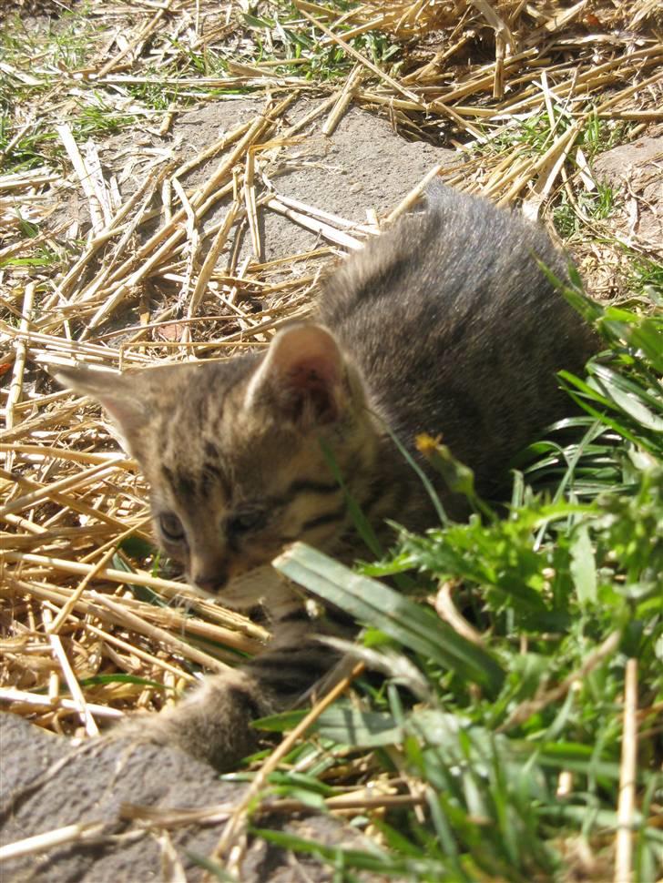 Huskat SKATTEKILLING*I himlen*† - Hihi´ billede 4