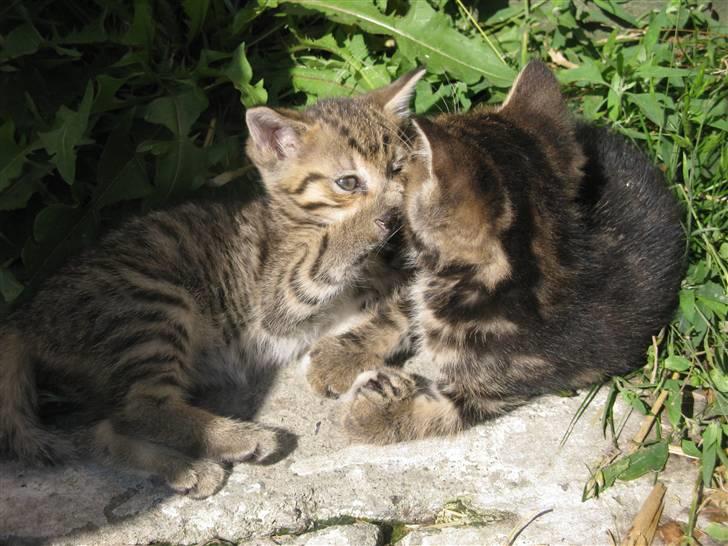 Huskat SKATTEKILLING*I himlen*† - Han leger :D billede 5