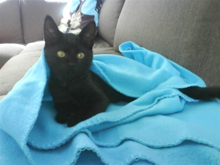 Huskat Preben billede 1