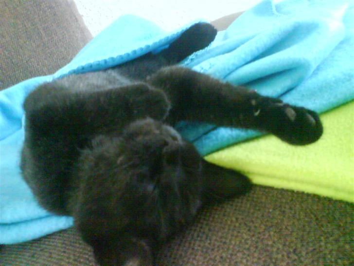 Huskat Preben billede 2