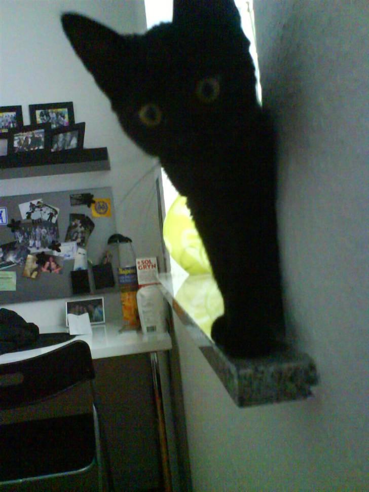 Huskat Preben billede 3