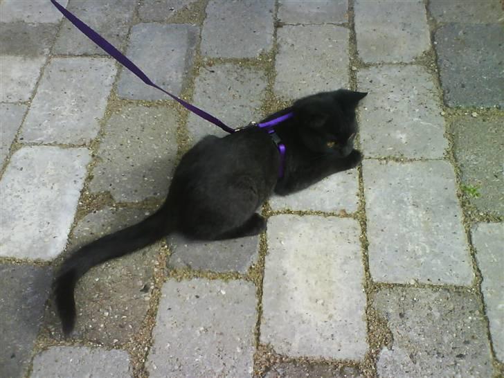 Huskat Preben billede 4