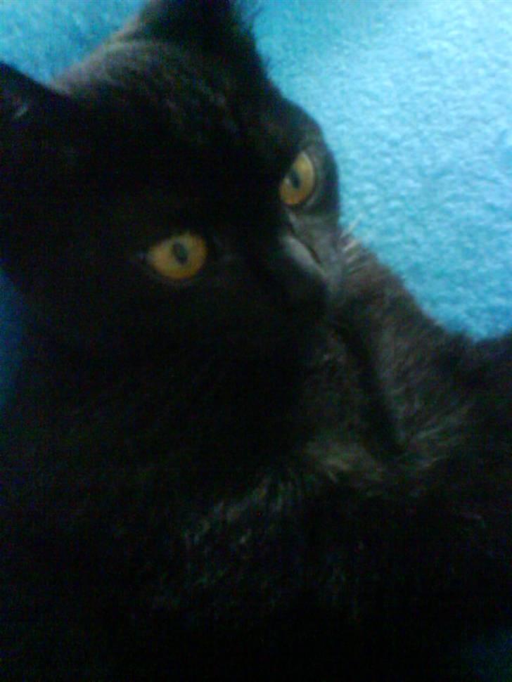 Huskat Preben billede 5