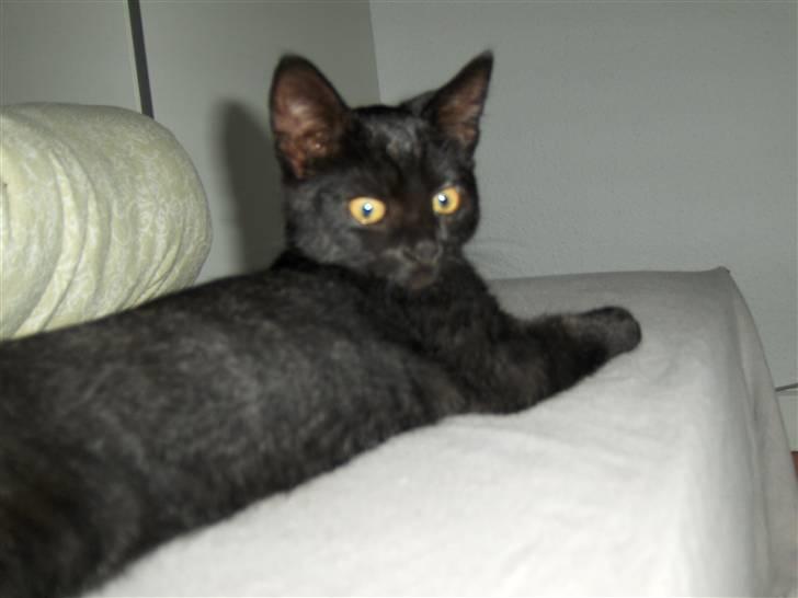 Huskat Preben billede 6