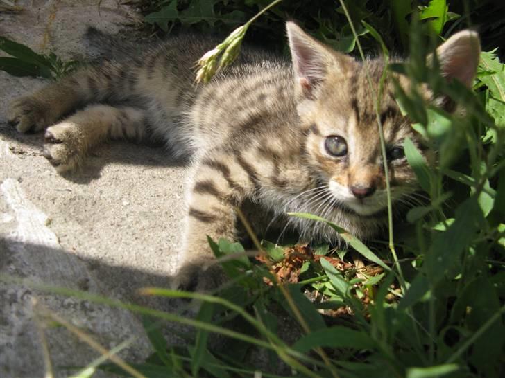 Huskat SKATTEKILLING*I himlen*† billede 6