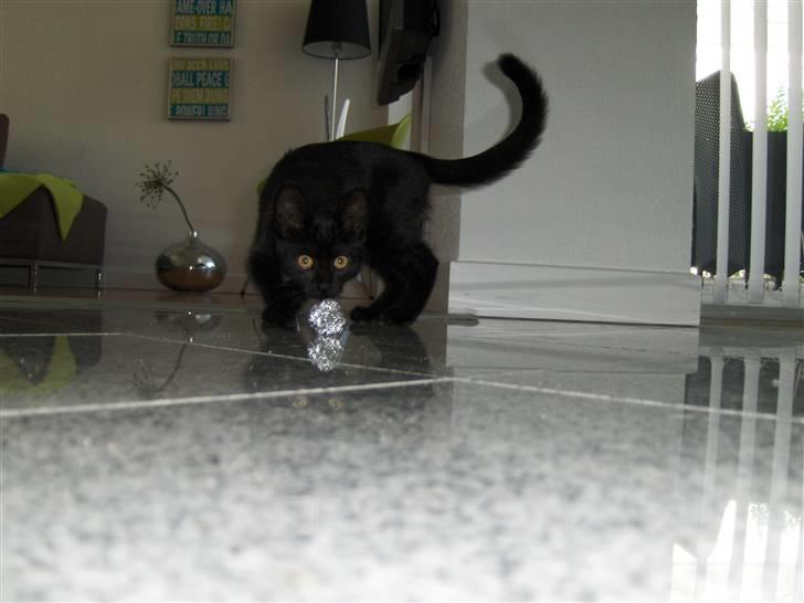 Huskat Preben billede 7